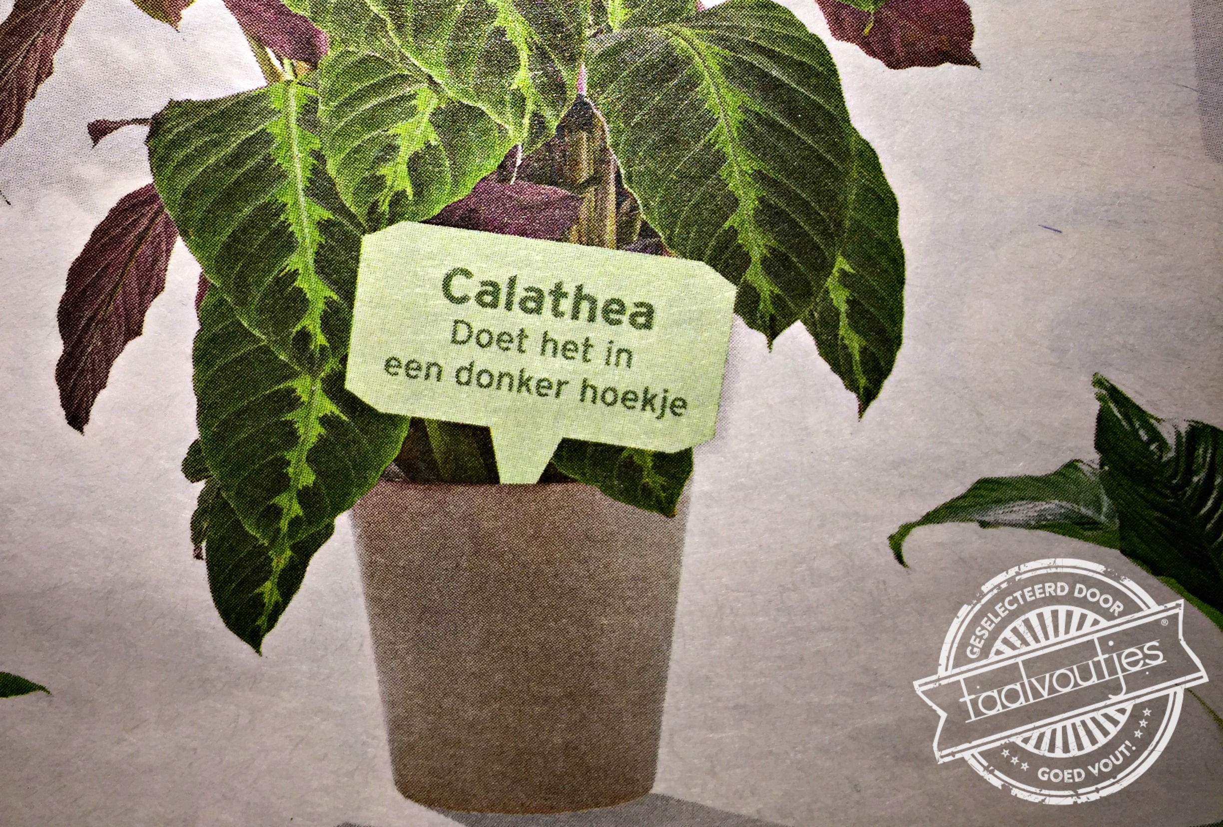 Mag de volgende keer het licht aan?