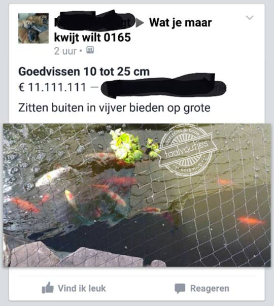 Die vissen zijn goud waard!