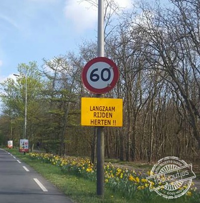 Reeën we zomaar te hard.