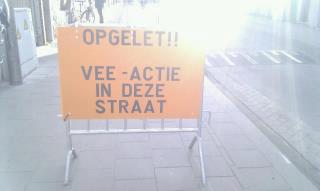 Pas op voor protesterende koeien!