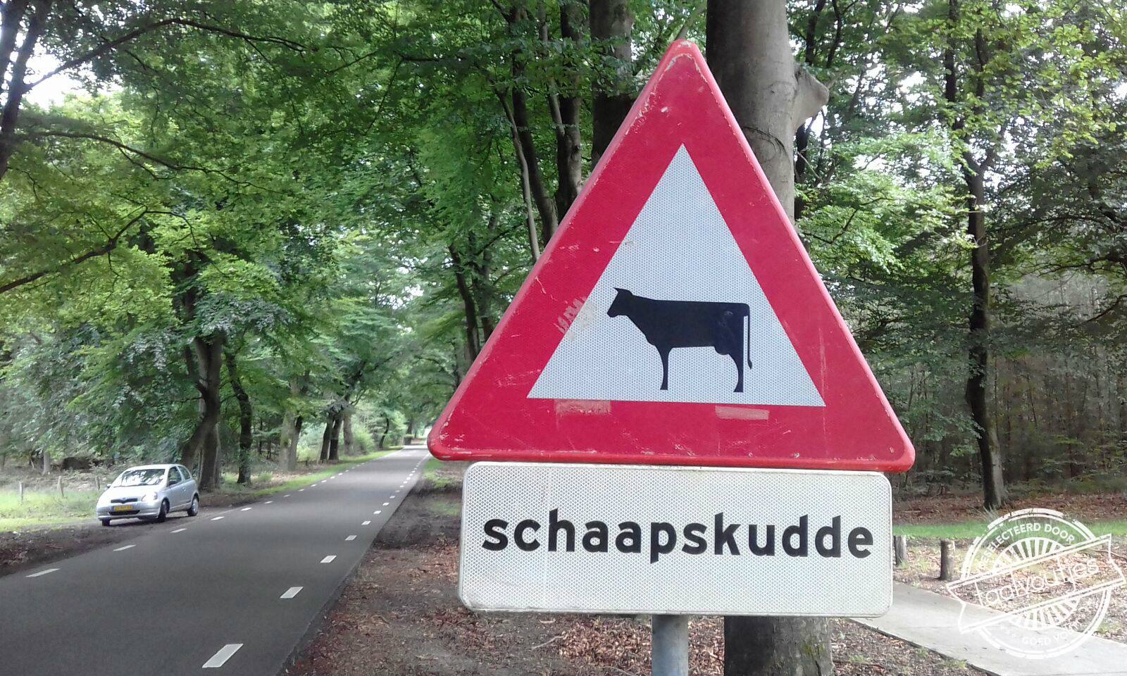 Rund in schaapskleren.