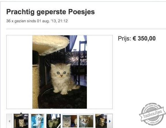 Iemand nog interesse in een geplette kat?