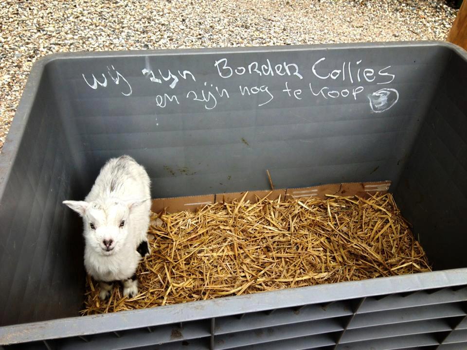 Geitje met een identiteitscrisis, dunkt ons.