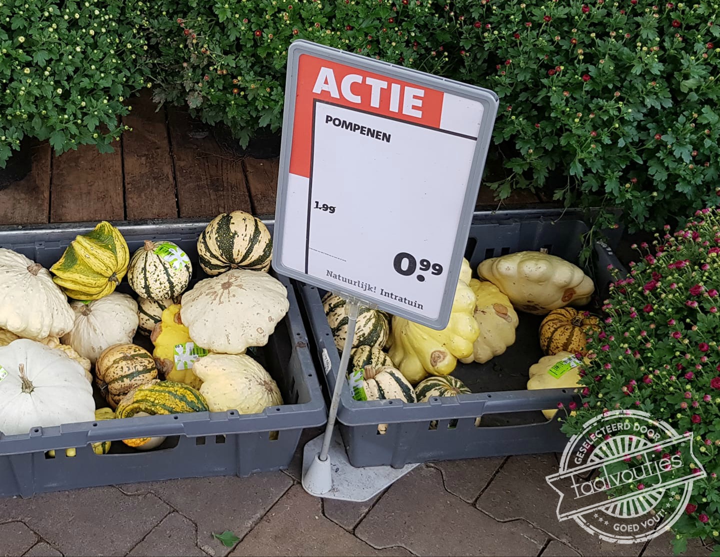 Is dat een kruising tussen een pompoen en een winterpeen?