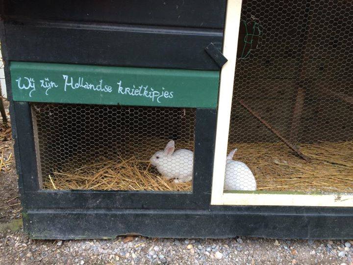 Konijnen met identiteitscrisis.