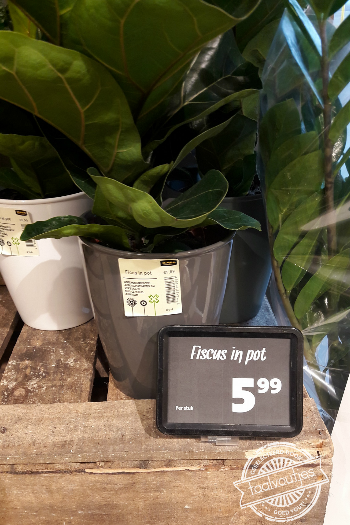 Zou daar geld aan groeien?