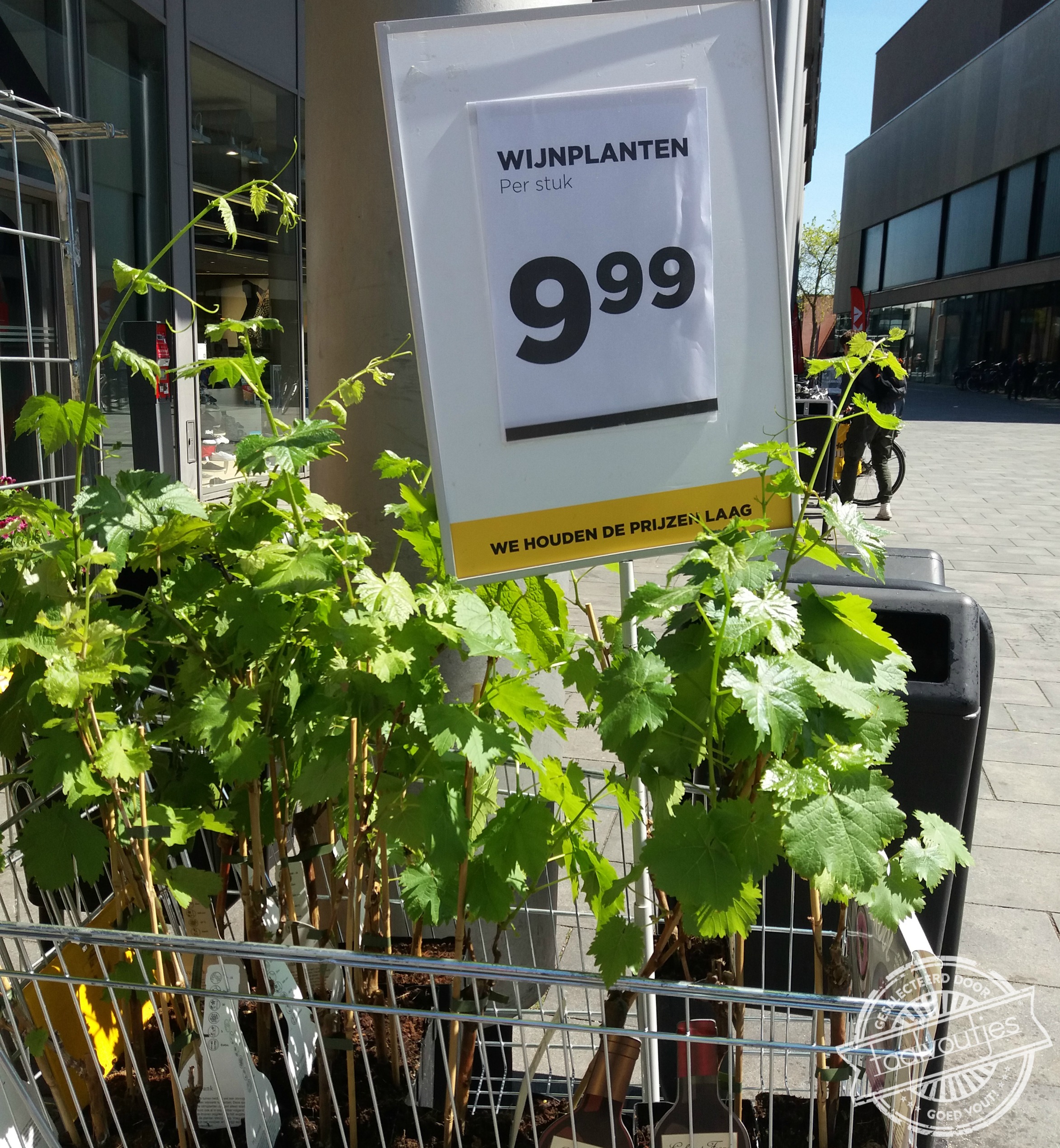 Die zijn zo de grond uit gestampt.