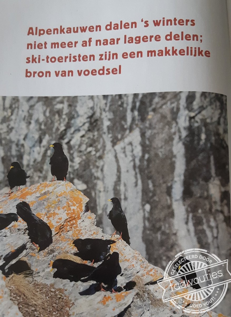 Stelletje aasgieren!