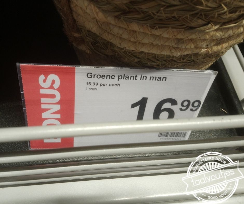 Groeit als een speer.