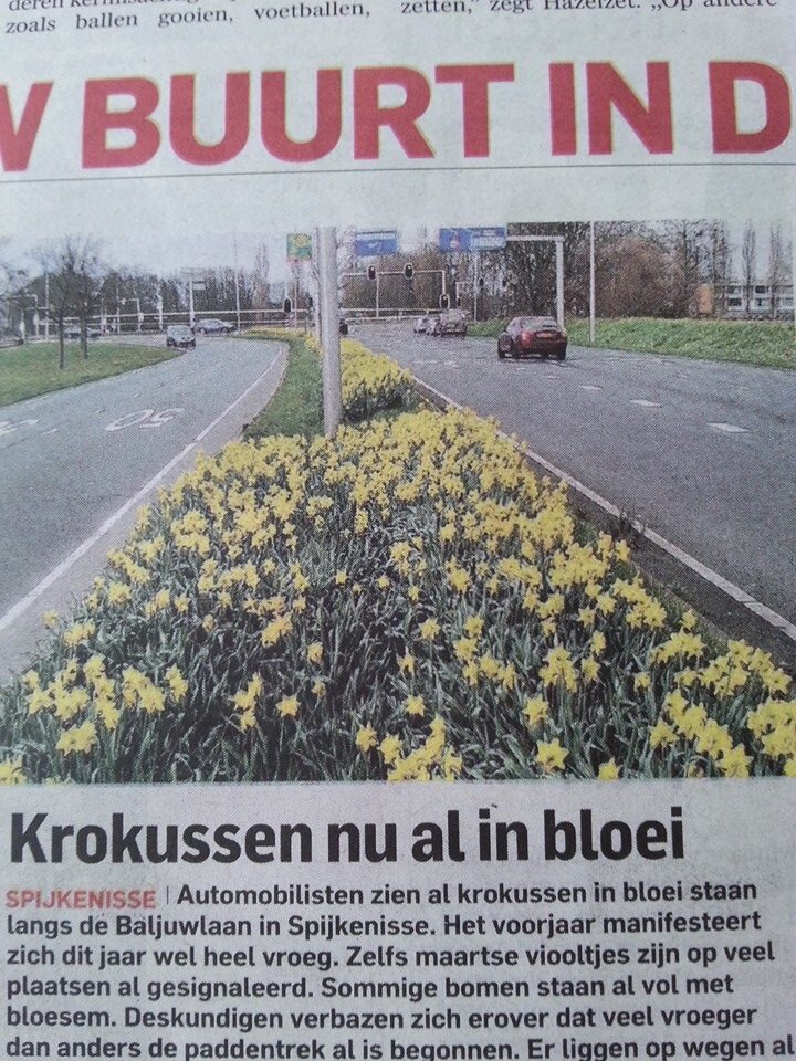 Oh, zien krokussen er zo uit!