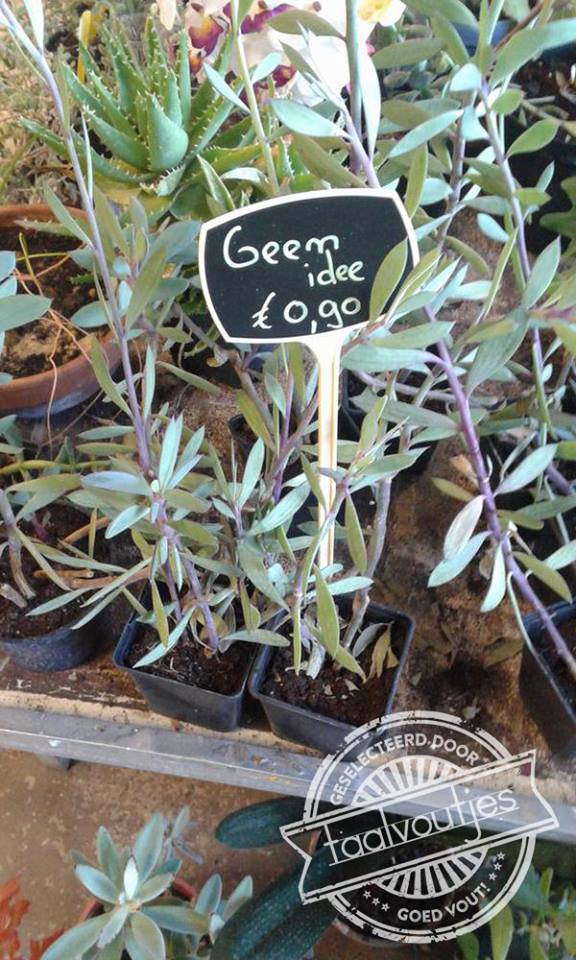 Is dat familie van de orchidee?